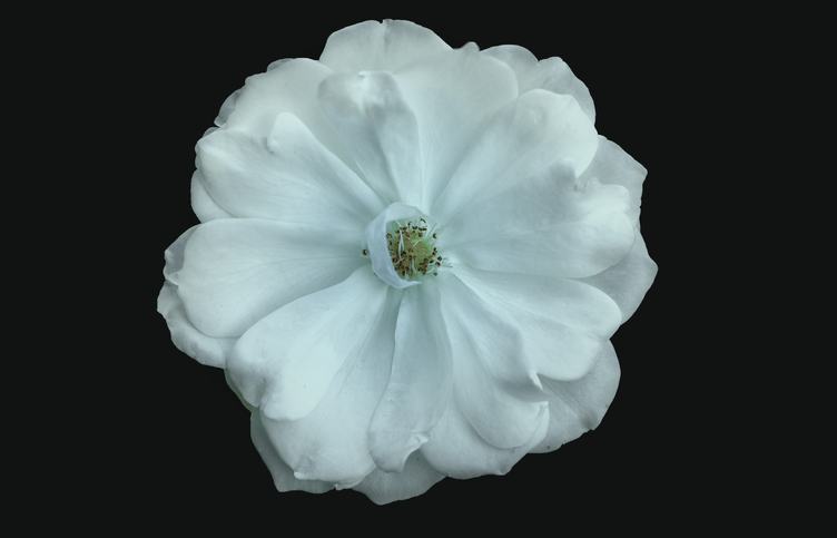 White Flower on Black Background