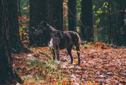 Dog in the Forest