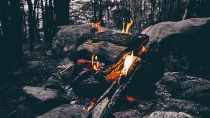 Campfire in the Forest