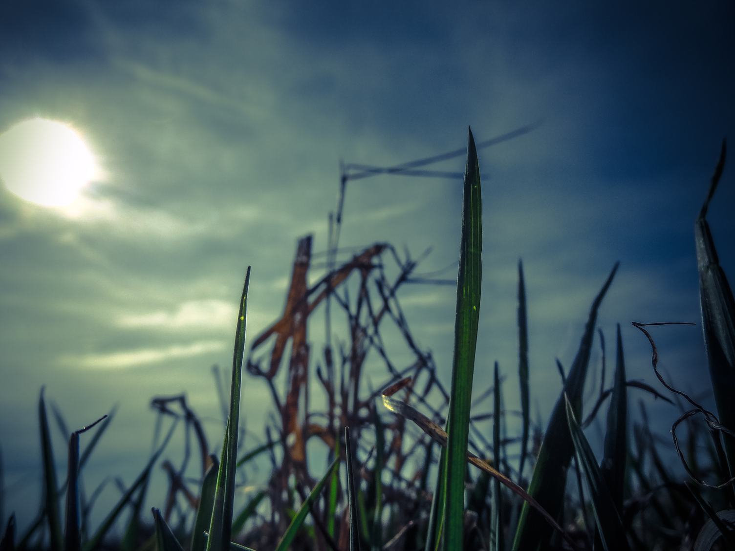 Grass against a Dusk Sky at Sunset
