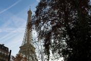 Eiffel Tower behind a Tree, Paris France