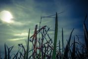 Grass against a Dusk Sky at Sunset