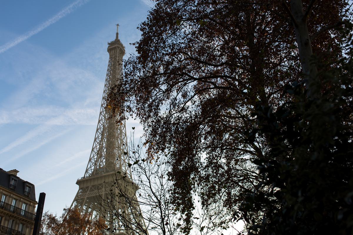 Free Photo: Eiffel Tower behind a Tree, Paris France