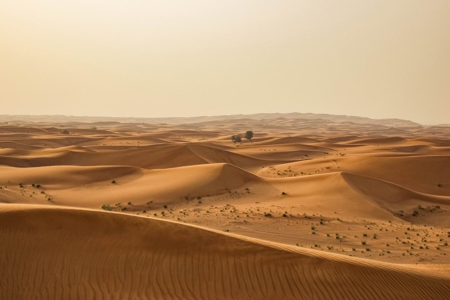 Desert Landscape