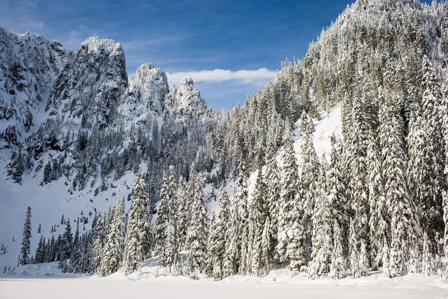 Winter Coniferous Forest