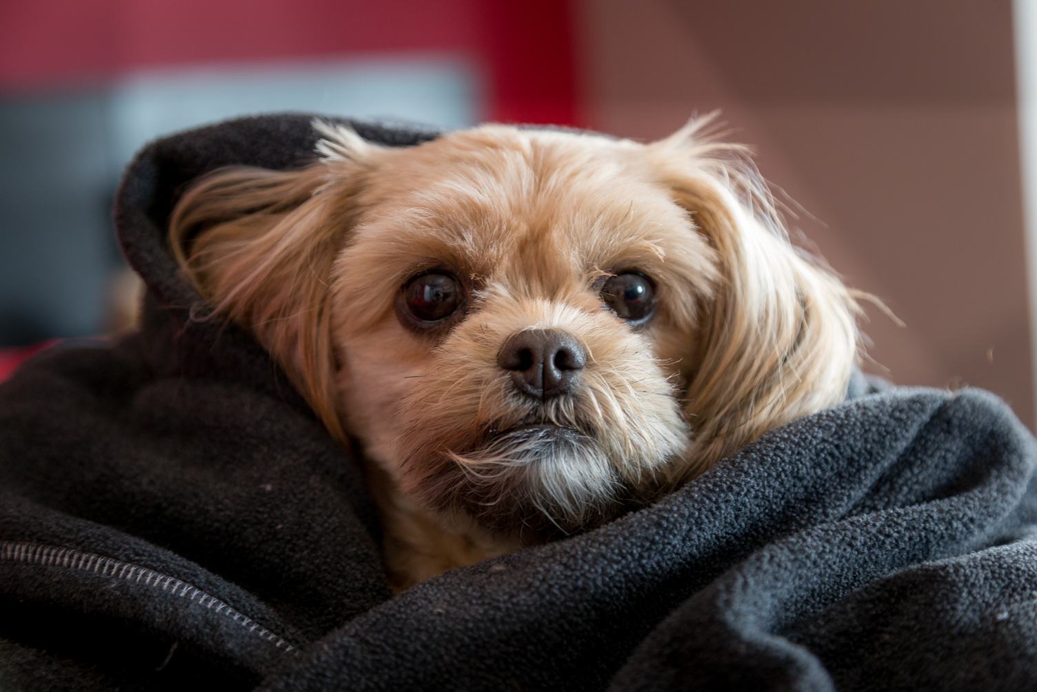 Portrait of Small Dog