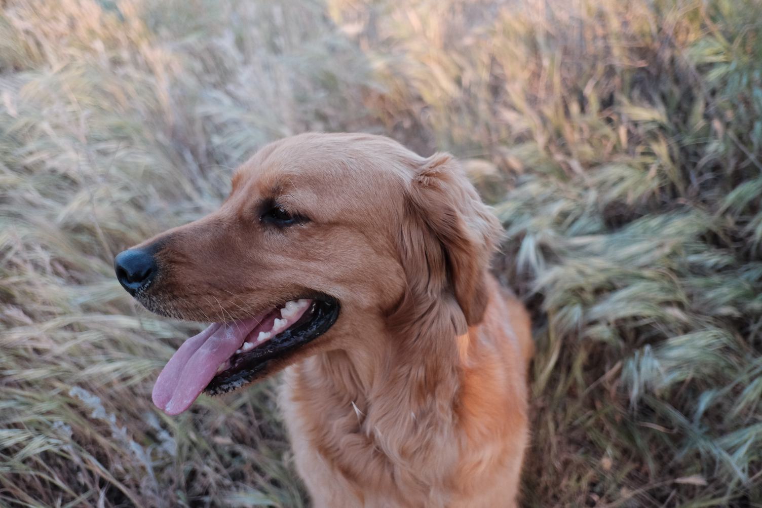 Golden Retriever on the Field