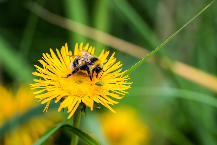 Bee Collects Nectar on a Dandelion Flower