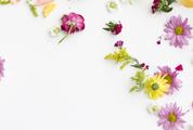 Different Flowers Scattered on a White Background