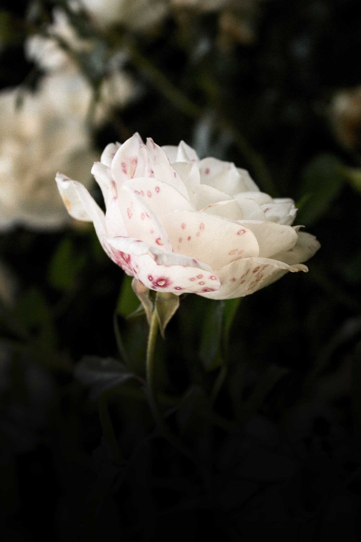 Single White Rose with Pink Spots