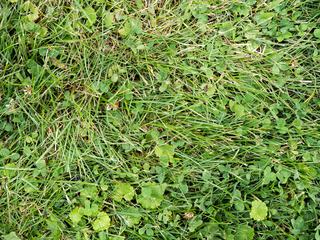 Grass Field with Clover