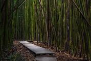 Wooden Path through Bamboo Forest