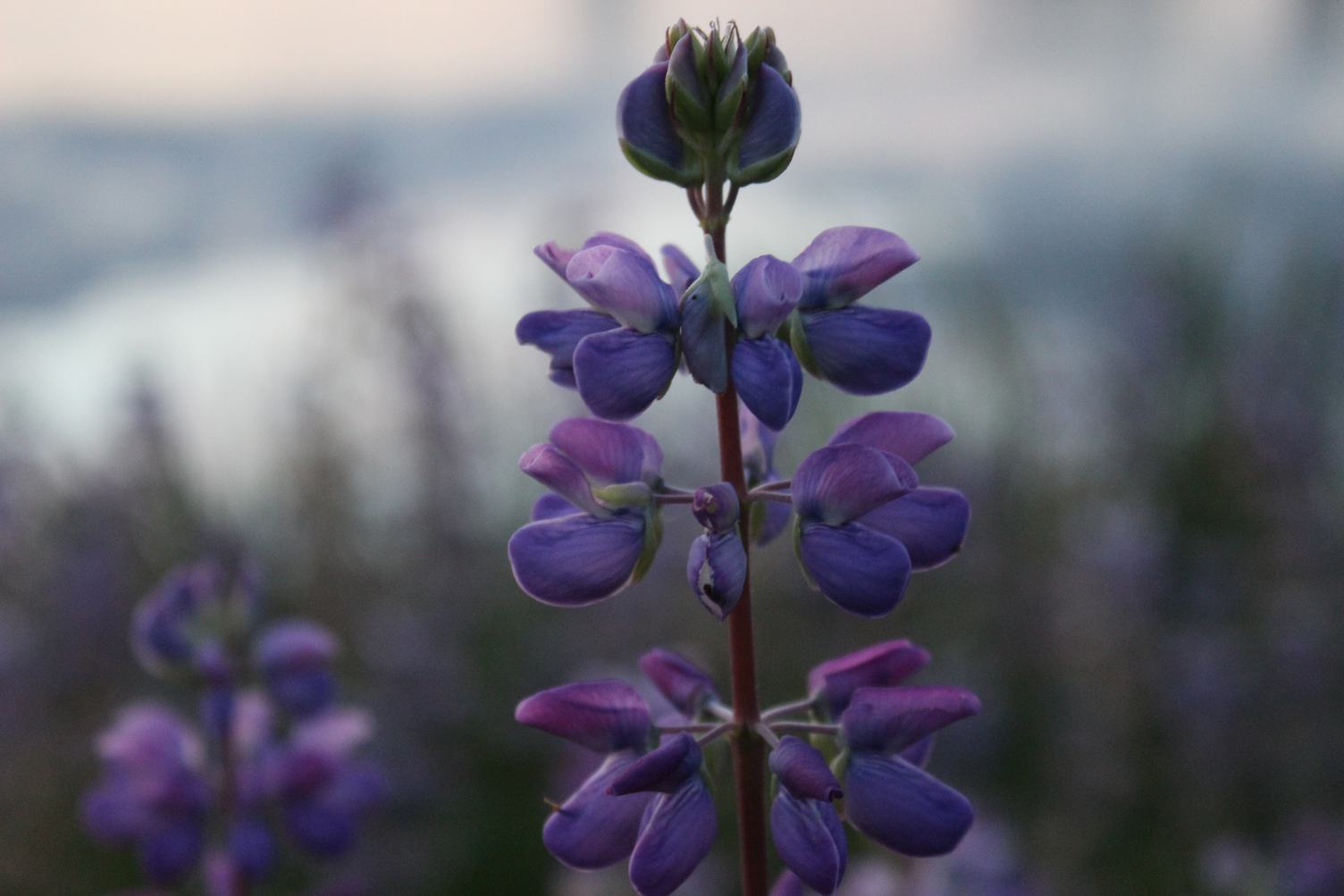 Blooming Lupine Flower