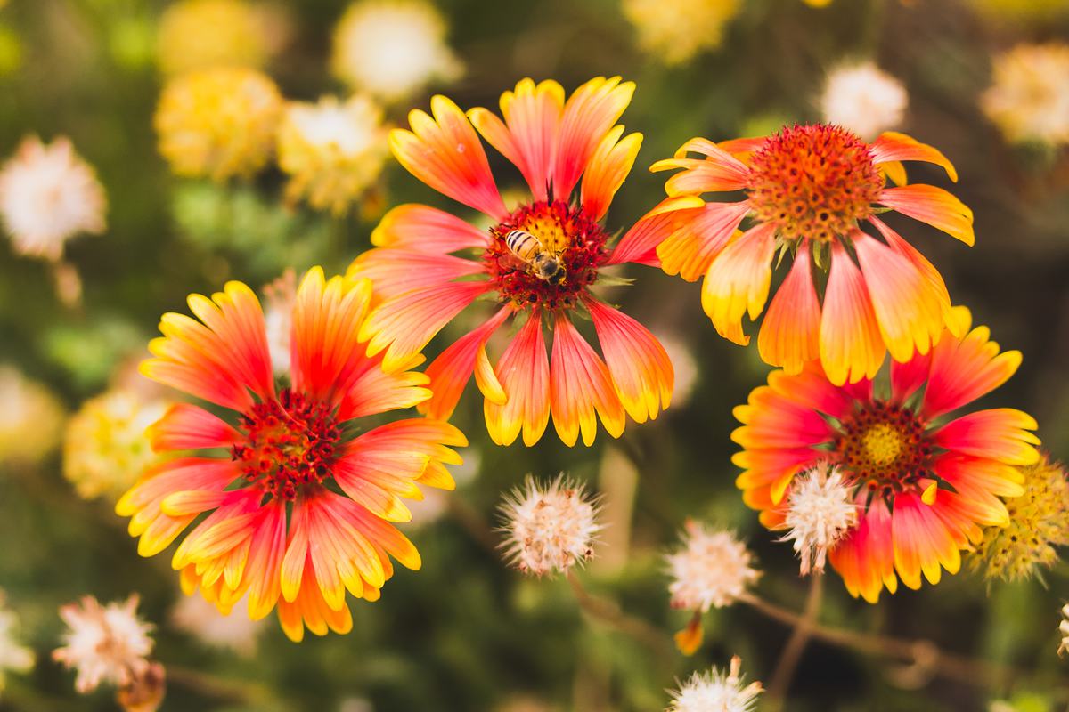 Free Photo Gaillardia Blanket Flowers