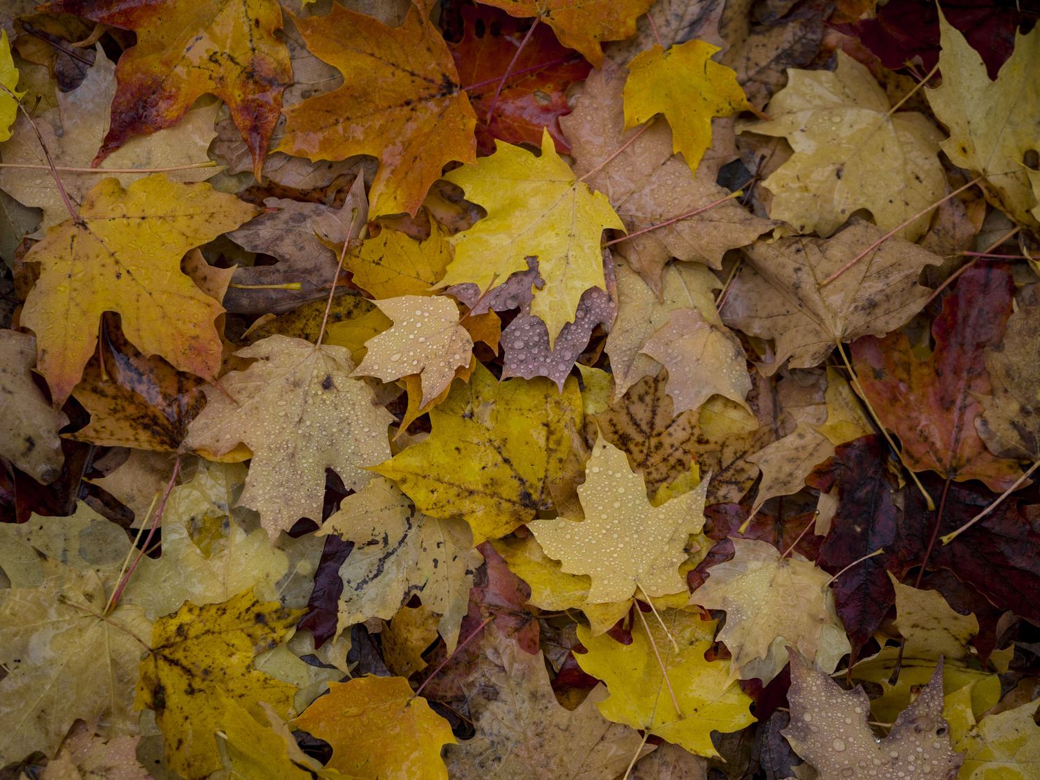 Water Drops on Maple Autumn Leaves