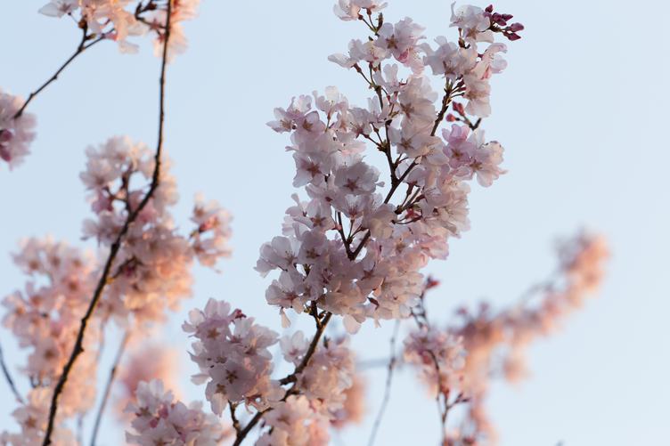 Japan Cherry Blossom Flowers