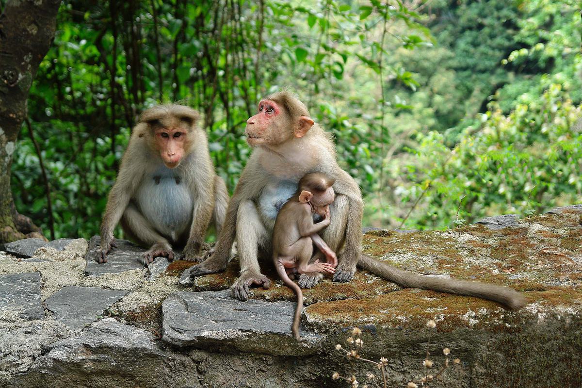 Free Photo Three Macaques Monkey Family 