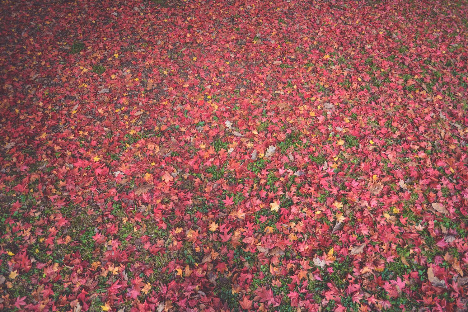 Autumn - Lawn Covered with Red Leaves