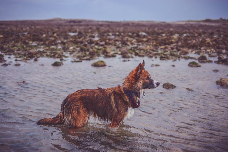 Wet Dog Standing in the Water