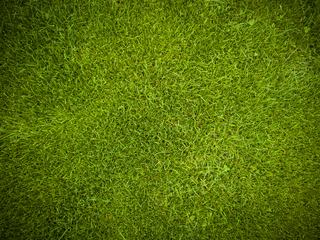 Green Lawn Surface