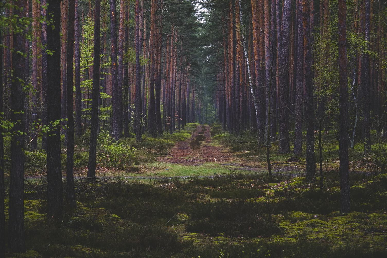 Path in Coniferous Forest