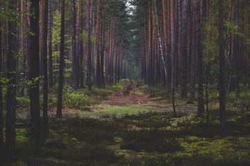 Path in Coniferous Forest