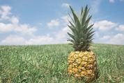 Pineapple on the Grass