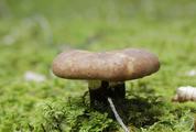 Brown Mushroom Growing among the Moss