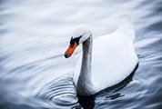Portrait of Swan in Water