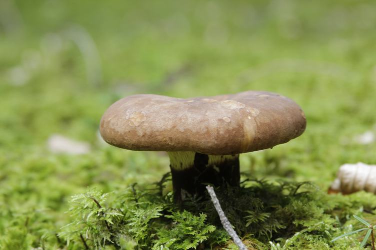 Brown Mushroom Growing among the Moss