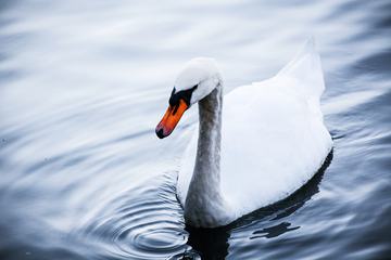 Portrait of Swan in Water