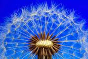 Amazing Closeup of Dandelion