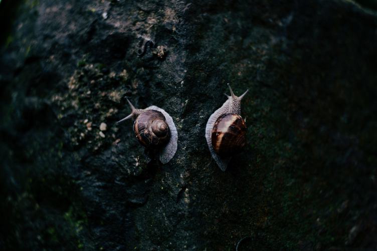 Two Roman Snails on a Walk