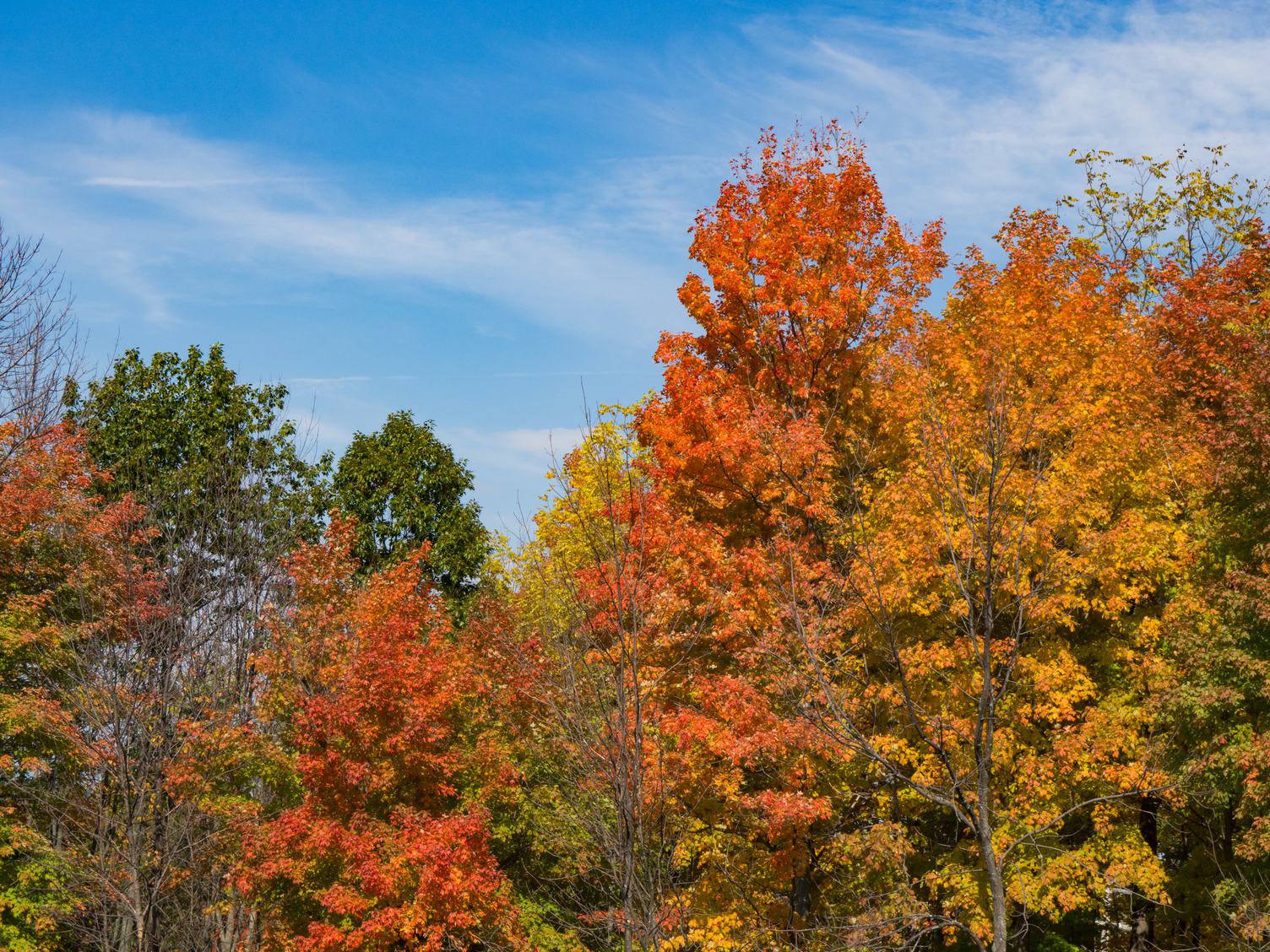 Free Photo: Autumn Trees against Blue Sky