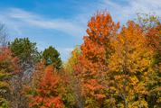 Autumn Trees against Blue Sky