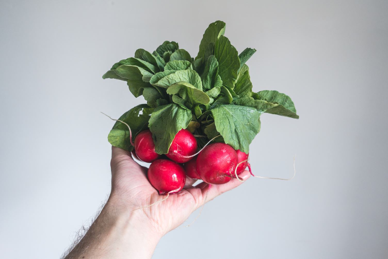 Bunch of Radishes in Male Hand