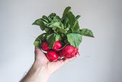 Bunch of Radishes in Male Hand