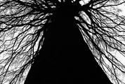 Tree Silhouette, Branches and Tree Trunk