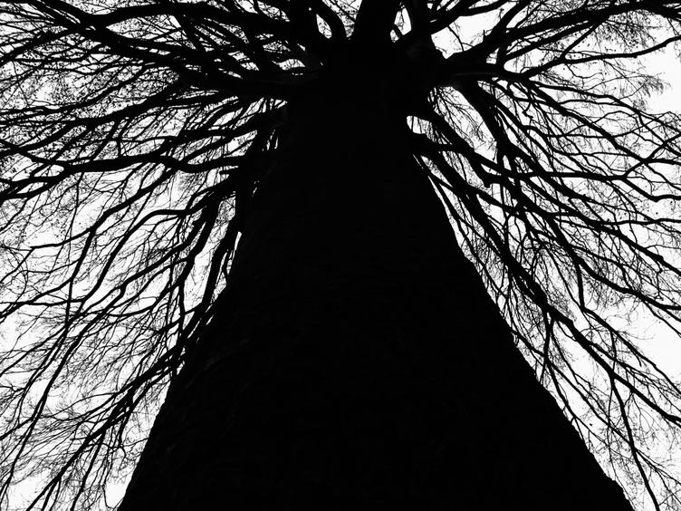 Tree Silhouette, Branches and Tree Trunk