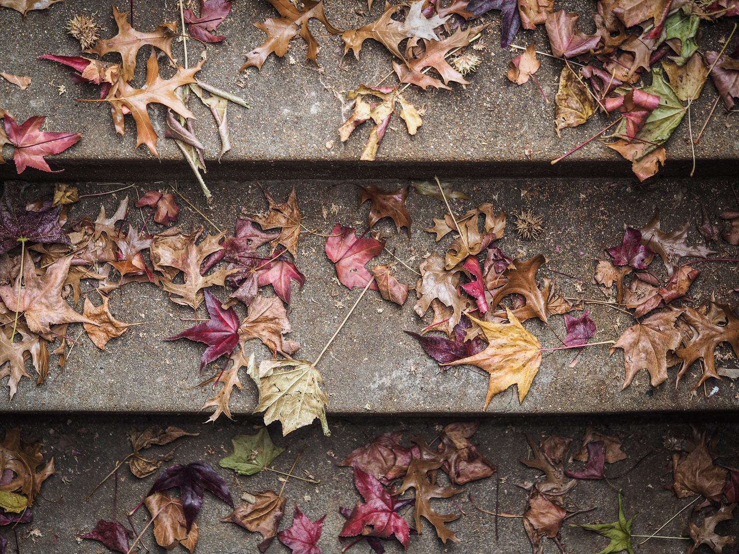 Stairs full of Autumn Leaves Maple and Oak