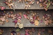 Stairs full of Autumn Leaves Maple and Oak