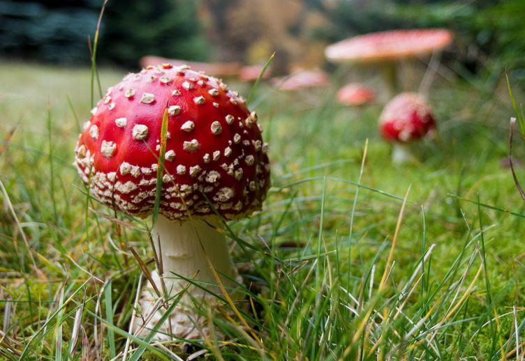 Amanita Mushrooms in the Grass