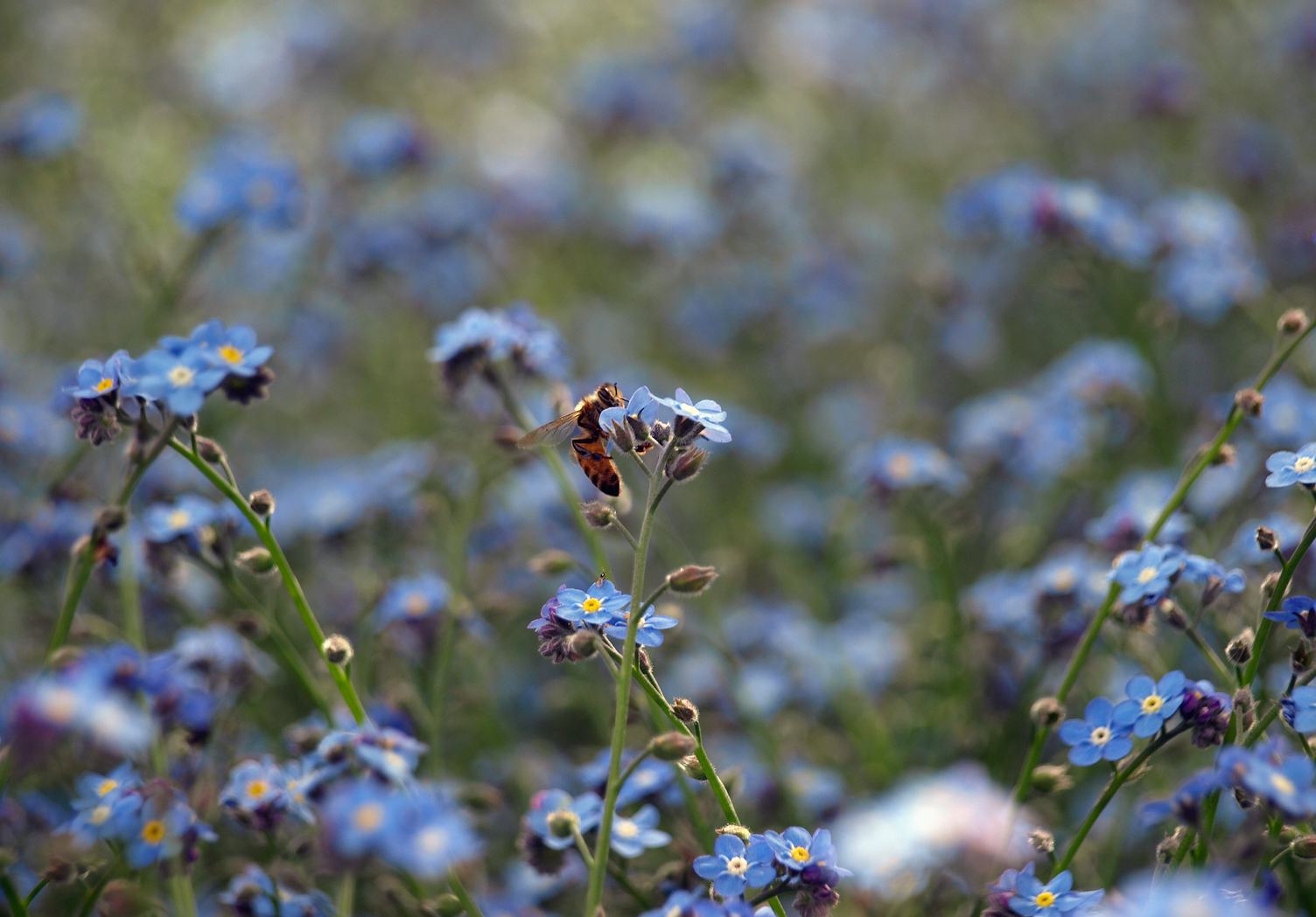 Bee on Blue Forget-me-not Flowers
