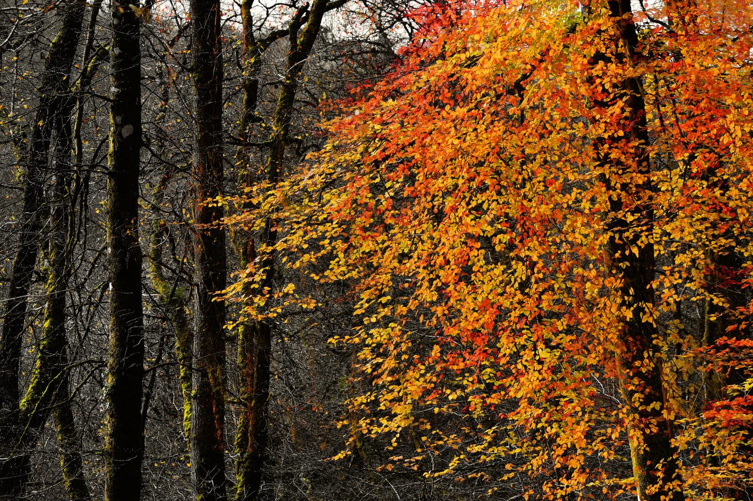 Tree with Golden Leaves