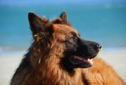 German Shepherd Dog against Blue Sky