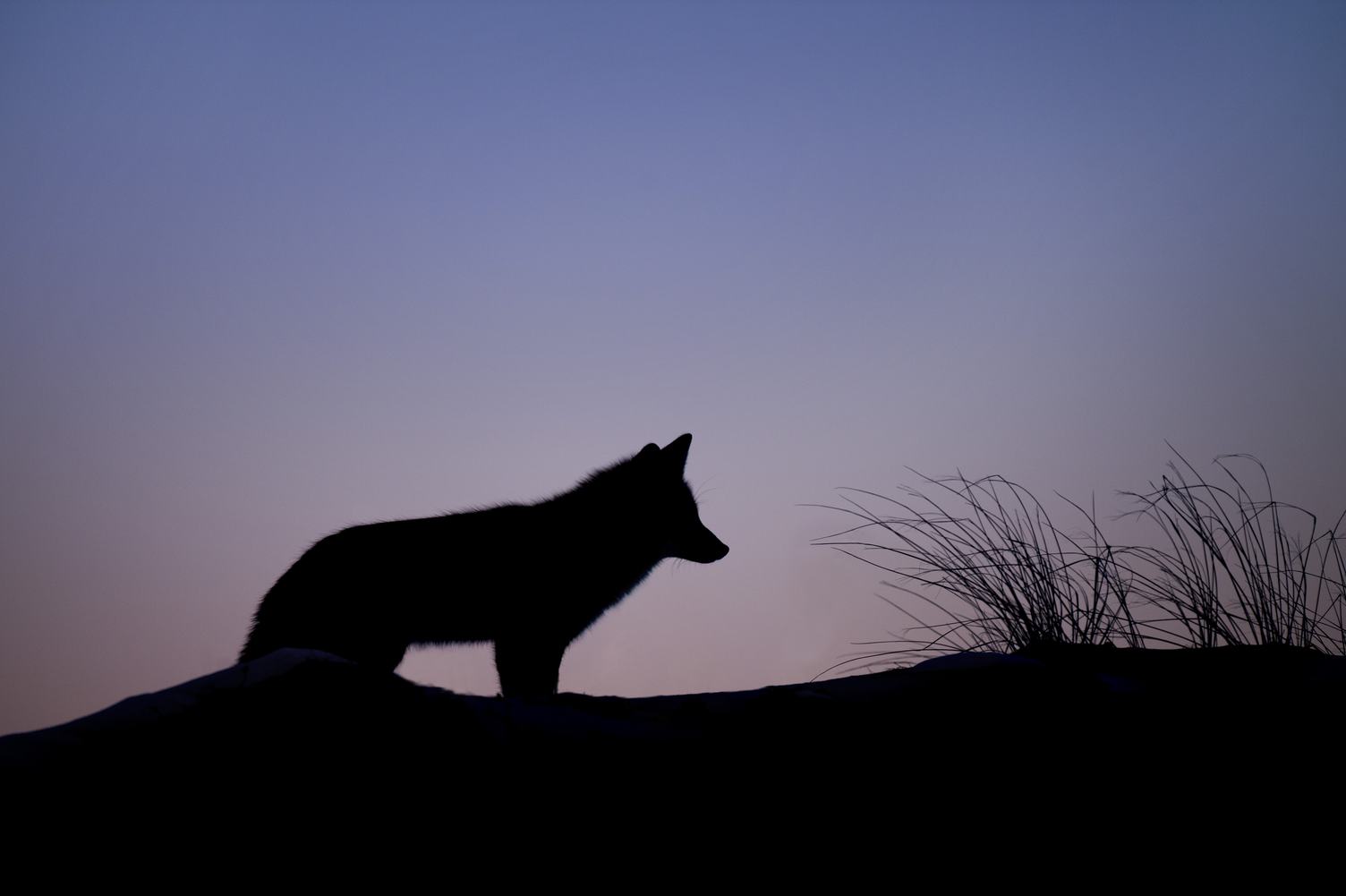 Fox Silhouette at Sunset