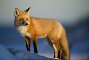 Winter Portrait of Fox