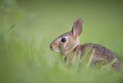 Little Rabbit on the Grass
