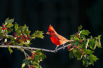 Male Northern Cardinal on Branch of Holly Tree