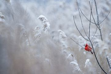Northern Cardinal Sitting on the Branch While It's Snowing
